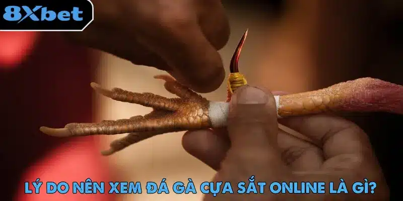 Đá Gà Cựa Sắt – Màn Giải Trí Gay Cấn Không Thể Bỏ Lỡ 2 8xbet bảo trải nghiệm xem đá gà cựa sắt và đặt cược không gián đoạn